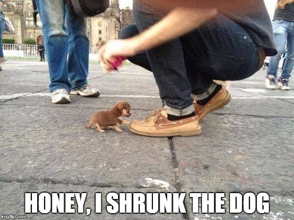 IT'S SO TINY! I want it. | HONEY, I SHRUNK THE DOG | image tagged in tiny dog,meme,puppy,honey i shrunk | made w/ Imgflip meme maker