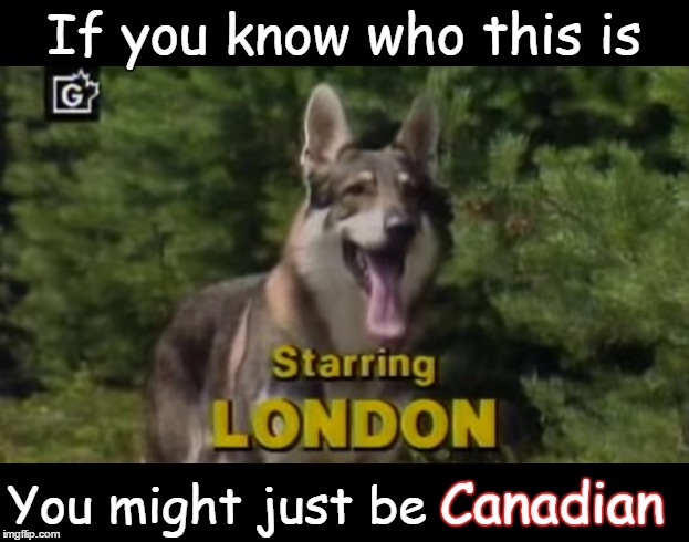 Littlest Hobo | If you know who this is; You might just be; Canadian | image tagged in canada,canadian,memes,television series,70s | made w/ Imgflip meme maker