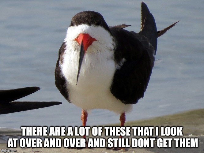 Even Less Popular Opinion Bird | THERE ARE A LOT OF THESE THAT I LOOK AT OVER AND OVER AND STILL DONT GET THEM | image tagged in even less popular opinion bird | made w/ Imgflip meme maker