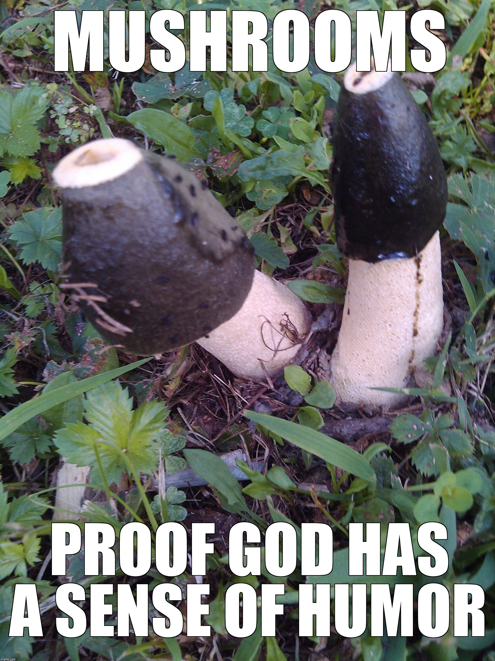 MUSHROOMS; PROOF GOD HAS A SENSE OF HUMOR | image tagged in mushrooms | made w/ Imgflip meme maker