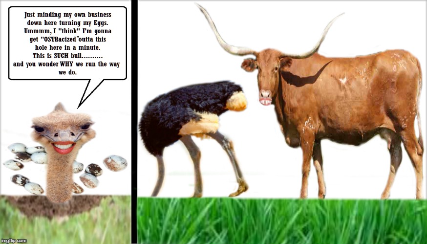 ........NOW, you know why we run the way we do........ | image tagged in cow,ostrich,eggs,sex,funny animals,farm animals | made w/ Imgflip meme maker