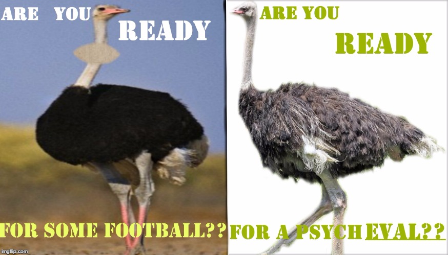 Fans are Fans are F  A  N S. | image tagged in ostrich,football,nfl football,funny animals,football meme,are you serious football | made w/ Imgflip meme maker