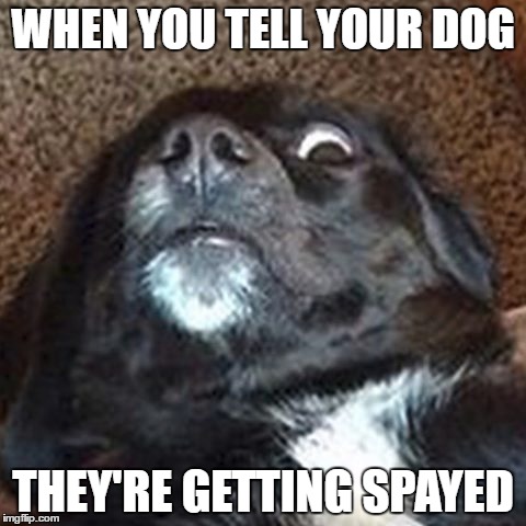 DoodleDonut #1 | WHEN YOU TELL YOUR DOG; THEY'RE GETTING SPAYED | image tagged in donuts | made w/ Imgflip meme maker