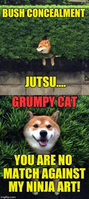 Watching too many anime's! | BUSH CONCEALMENT; JUTSU.... GRUMPY CAT; YOU ARE NO MATCH AGAINST MY NINJA ART! | image tagged in grumpy cat,grumpy cat challenge,funny animals,funny dogs,funny cat memes | made w/ Imgflip meme maker