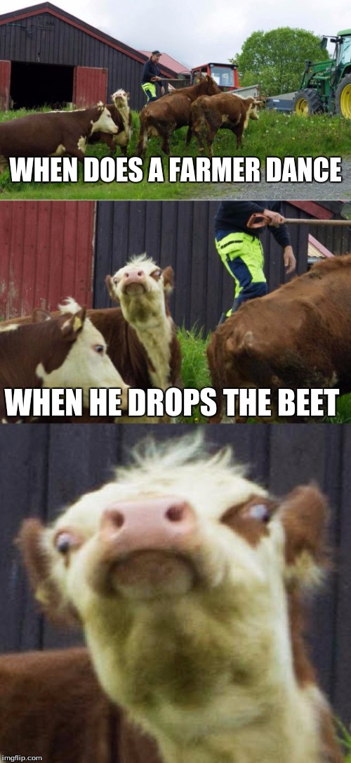 Bad pun cow  | WHEN DOES A FARMER DANCE; WHEN HE DROPS THE BEET | image tagged in bad pun cow | made w/ Imgflip meme maker