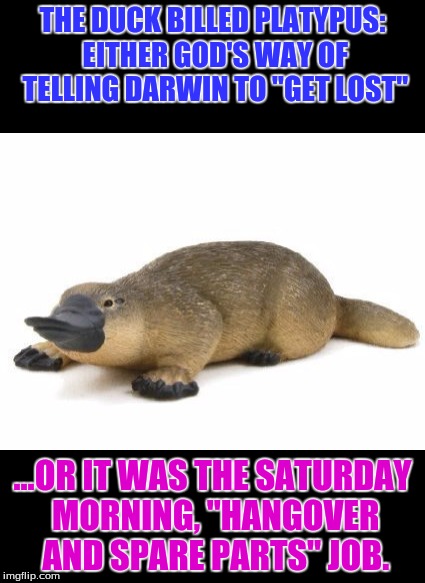 THE DUCK BILLED PLATYPUS: EITHER GOD'S WAY OF TELLING DARWIN TO "GET LOST"; ...OR IT WAS THE SATURDAY MORNING, "HANGOVER AND SPARE PARTS" JOB. | image tagged in humor | made w/ Imgflip meme maker