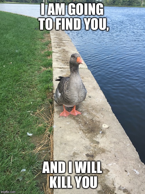 Angry goose | I AM GOING TO FIND YOU, AND I WILL KILL YOU | image tagged in goose,angry bird | made w/ Imgflip meme maker