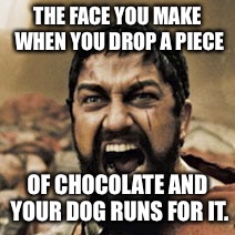 THE FACE YOU MAKE WHEN YOU DROP A PIECE; OF CHOCOLATE AND YOUR DOG RUNS FOR IT. | image tagged in funny | made w/ Imgflip meme maker