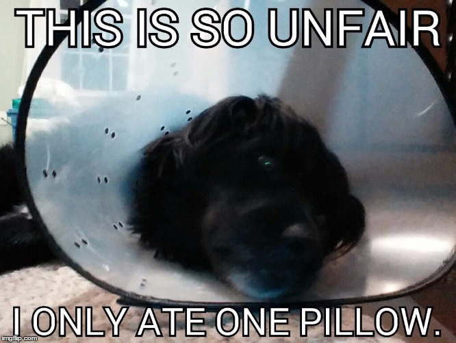Actually he was biting him self,a lot.  | image tagged in dog,funny | made w/ Imgflip meme maker