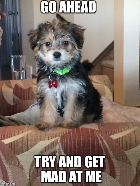 Puppy | GO AHEAD; TRY AND GET MAD AT ME | image tagged in rubio | made w/ Imgflip meme maker