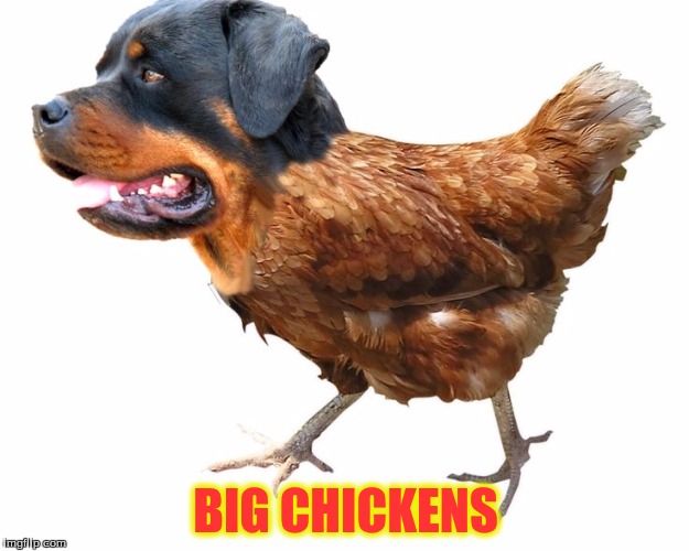 BIG CHICKENS | made w/ Imgflip meme maker