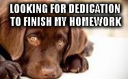  LOOKING FOR DEDICATION TO FINISH MY HOMEWORK | image tagged in sad doggo,memes | made w/ Imgflip meme maker