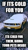 IF ITS COLD FOR YOU ITS COLD FOR THEM, BRING YOUR PETS INSIDE | made w/ Imgflip meme maker