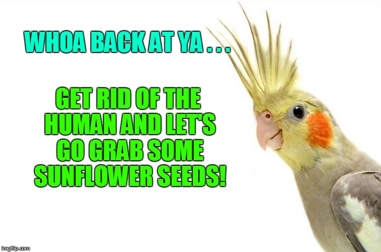 WHOA BACK AT YA . . . GET RID OF THE HUMAN AND LET'S GO GRAB SOME SUNFLOWER SEEDS! | made w/ Imgflip meme maker