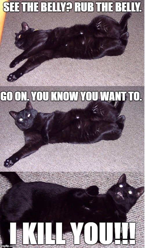 IT'S A TRAP! | SEE THE BELLY? RUB THE BELLY. GO ON. YOU KNOW YOU WANT TO. I KILL YOU!!! | image tagged in cat,funny,memes,humor,it's a trap,i kill you | made w/ Imgflip meme maker