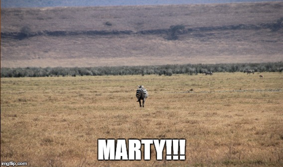 Marty!!! | MARTY!!! | image tagged in marty,zebra,africa | made w/ Imgflip meme maker
