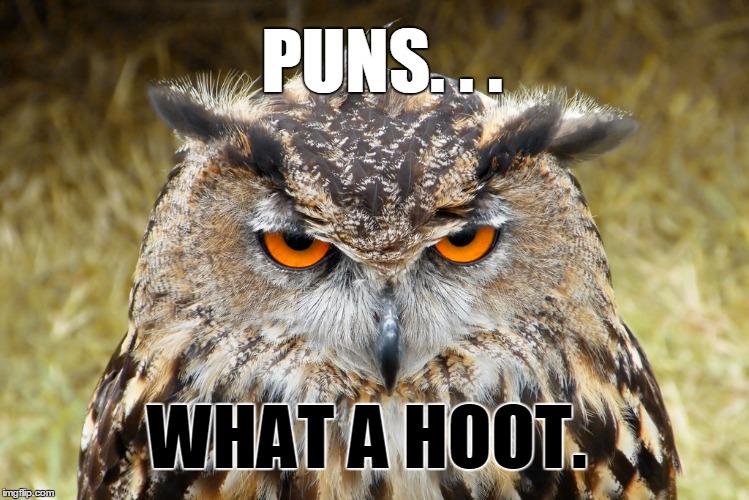 hoot | PUNS. . . WHAT A HOOT. | image tagged in puns,owls | made w/ Imgflip meme maker
