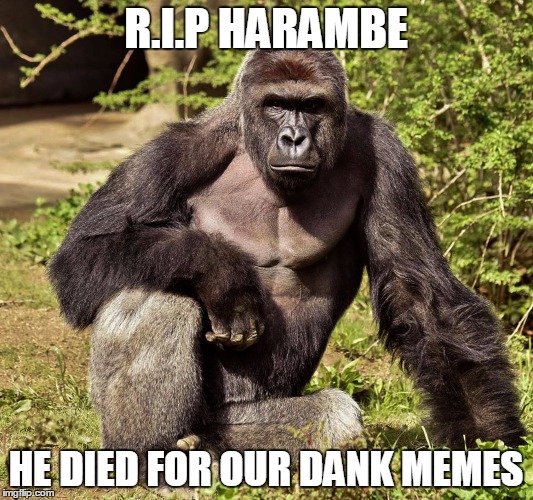 R.I.P HARAMBE; HE DIED FOR OUR DANK MEMES | image tagged in harambe | made w/ Imgflip meme maker