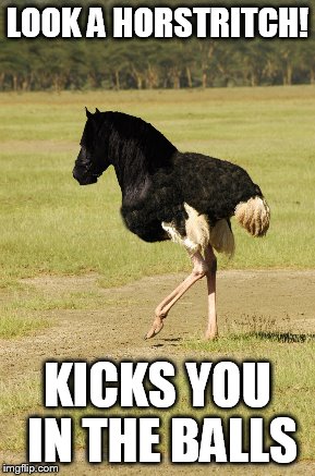 A Wild Horstrich Appeared | LOOK A HORSTRITCH! KICKS YOU IN THE BALLS | image tagged in meme,horstritch,horse,ostrich | made w/ Imgflip meme maker