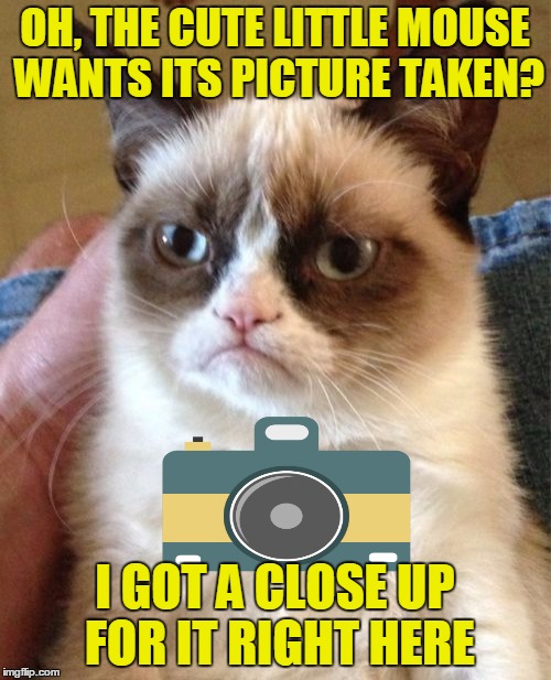 Grumpy Cat Meme | OH, THE CUTE LITTLE MOUSE WANTS ITS PICTURE TAKEN? I GOT A CLOSE UP FOR IT RIGHT HERE | image tagged in memes,grumpy cat | made w/ Imgflip meme maker