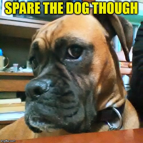 SPARE THE DOG THOUGH | made w/ Imgflip meme maker
