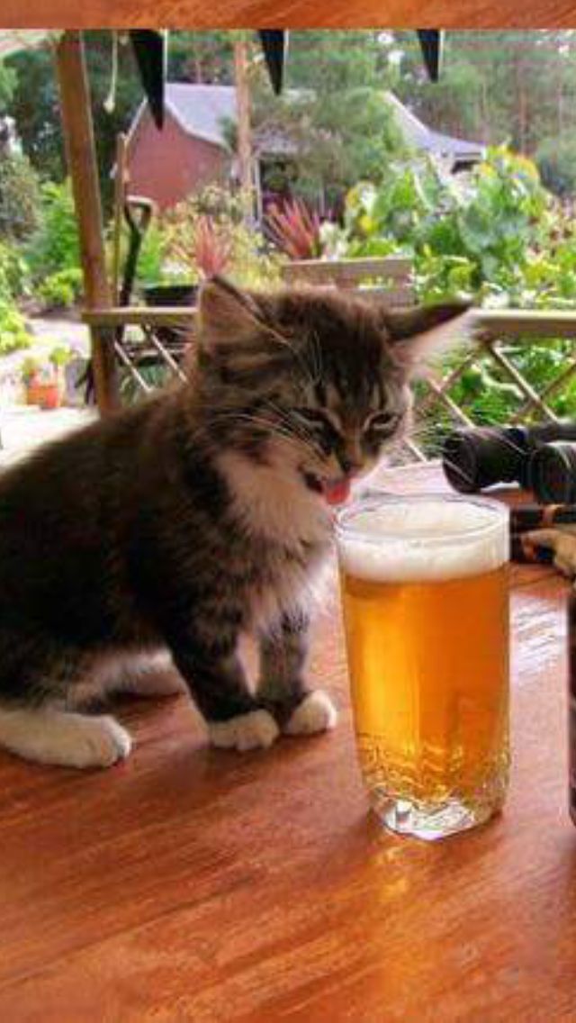 High Quality Kitty beer Blank Meme Template