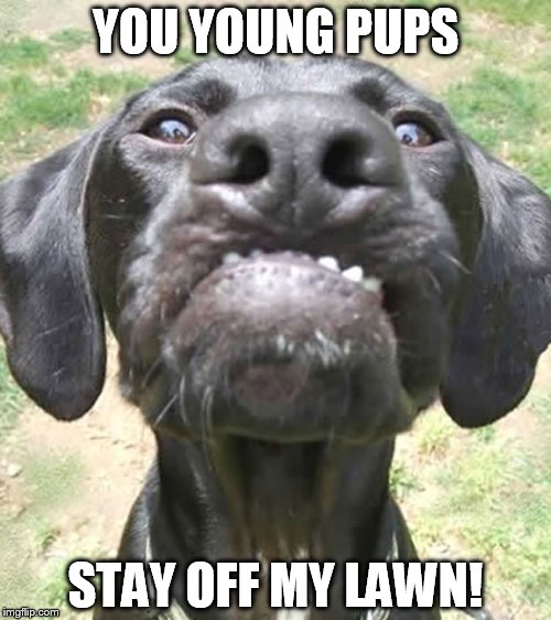 YOU YOUNG PUPS; STAY OFF MY LAWN! | image tagged in cranky dog | made w/ Imgflip meme maker