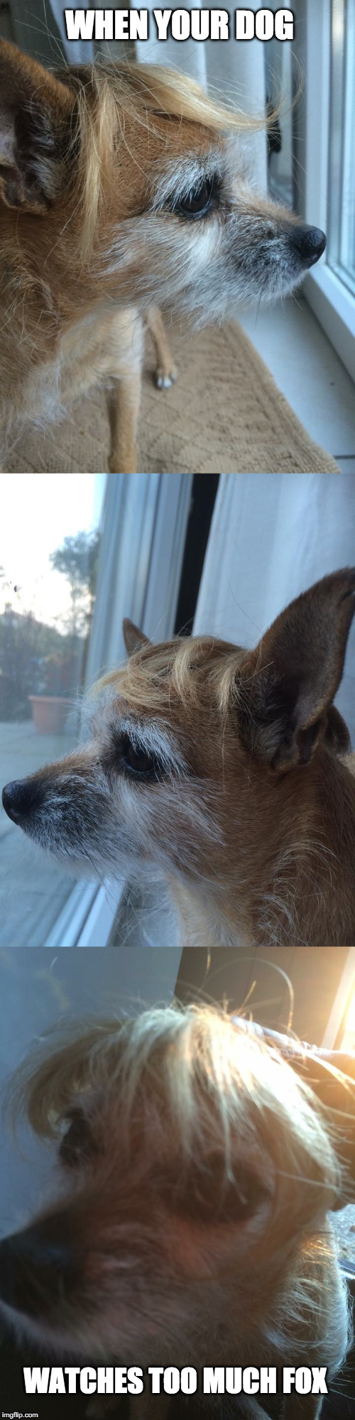 WHEN YOUR DOG; WATCHES TOO MUCH FOX | image tagged in dog | made w/ Imgflip meme maker