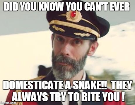 Captain Obvious | DID YOU KNOW YOU CAN'T EVER; DOMESTICATE A SNAKE!!  THEY ALWAYS TRY TO BITE YOU ! | image tagged in captain obvious | made w/ Imgflip meme maker