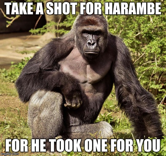 Let's hope this isn't a repost | TAKE A SHOT FOR HARAMBE; FOR HE TOOK ONE FOR YOU | image tagged in harambe,memes | made w/ Imgflip meme maker