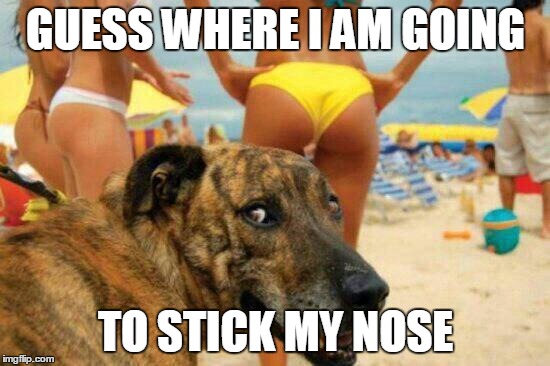 soon meme -dog bikini | GUESS WHERE I AM GOING; TO STICK MY NOSE | image tagged in soon meme -dog bikini | made w/ Imgflip meme maker