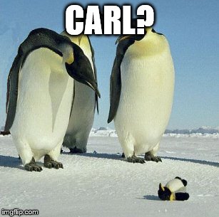 Carl? | CARL? | image tagged in buddy,penguin,carl,funny penguin toy,funny memes | made w/ Imgflip meme maker