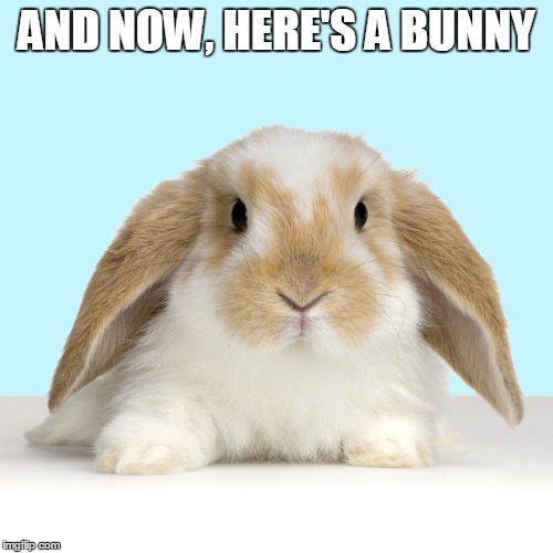 And now, here's a bunny | AND NOW, HERE'S A BUNNY | image tagged in bunny,bunnies,rabbit | made w/ Imgflip meme maker