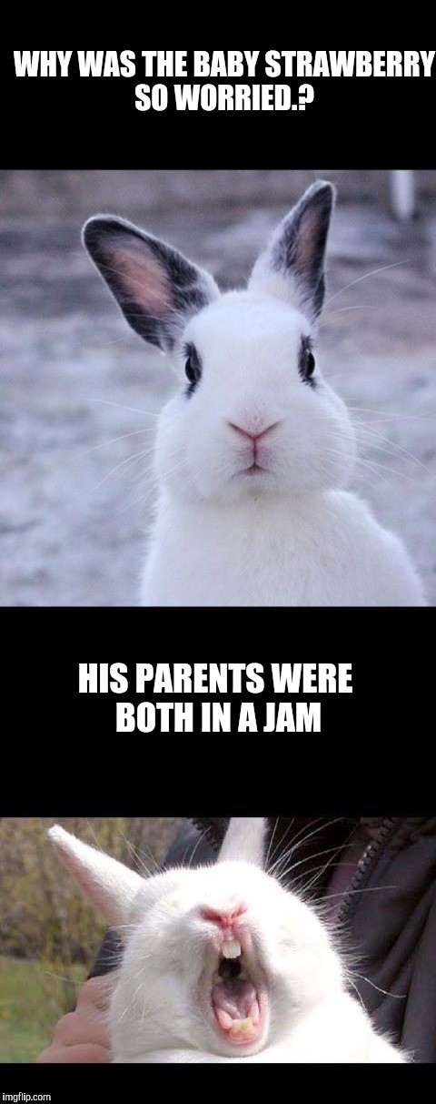 Bad pun Bunny. | WHY WAS THE BABY STRAWBERRY SO WORRIED.? HIS PARENTS WERE BOTH IN A JAM | image tagged in jam,bunny fun,bad pun,puns | made w/ Imgflip meme maker