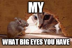 MY; WHAT BIG EYES YOU HAVE | image tagged in cats,funny | made w/ Imgflip meme maker