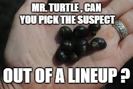 MR. TURTLE , CAN YOU PICK THE SUSPECT OUT OF A LINEUP ? | made w/ Imgflip meme maker