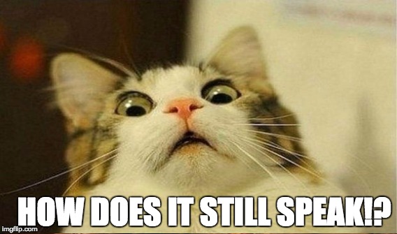 that's impossible! | HOW DOES IT STILL SPEAK!? | image tagged in scared cat,surprised cat | made w/ Imgflip meme maker