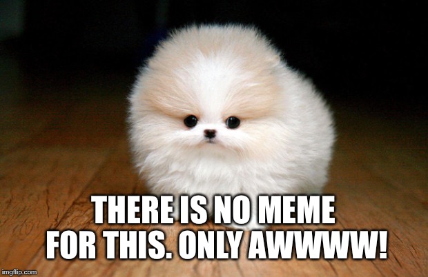 THERE IS NO MEME FOR THIS. ONLY AWWWW! | image tagged in cute | made w/ Imgflip meme maker