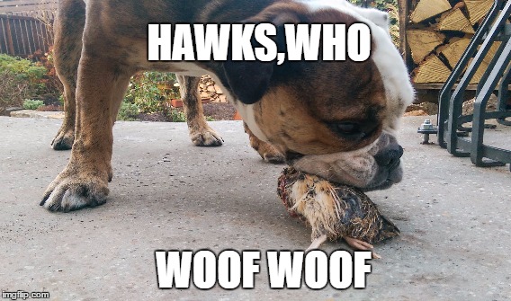 HAWKS,WHO; WOOF WOOF | image tagged in bulldog,afl | made w/ Imgflip meme maker