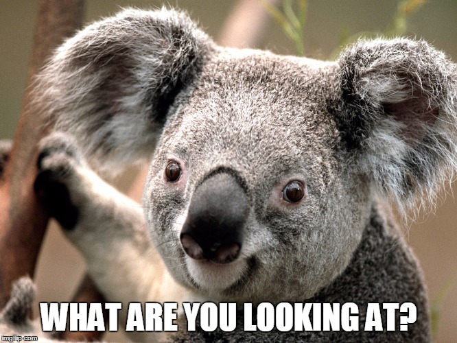 Bobo, the Staring Koala!! | WHAT ARE YOU LOOKING AT? | image tagged in bobo,staring,koala,staring koala | made w/ Imgflip meme maker