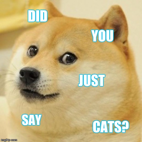 Doge | DID; YOU; JUST; SAY; CATS? | image tagged in memes,doge | made w/ Imgflip meme maker