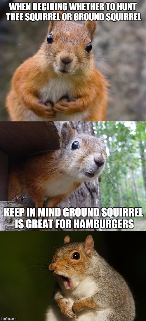 bad pun squirrel |  WHEN DECIDING WHETHER TO HUNT TREE SQUIRREL OR GROUND SQUIRREL; KEEP IN MIND GROUND SQUIRREL IS GREAT FOR HAMBURGERS | image tagged in bad pun squirrel | made w/ Imgflip meme maker