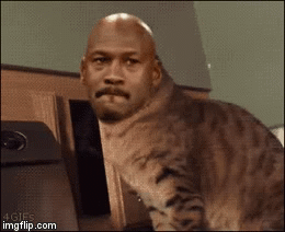 Jordan cats | image tagged in gifs,funny | made w/ Imgflip video-to-gif maker