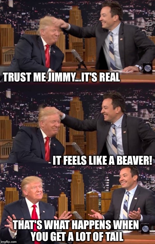 Bad Pun Trump/Fallon | TRUST ME JIMMY...IT'S REAL; IT FEELS LIKE A BEAVER! THAT'S WHAT HAPPENS WHEN YOU GET A LOT OF TAIL | image tagged in bad pun trump/fallon,memes,funny,trump,jimmy fallon | made w/ Imgflip meme maker
