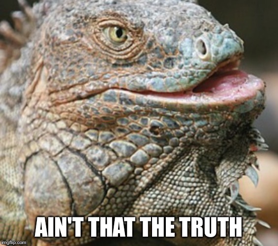 Iguana | AIN'T THAT THE TRUTH | image tagged in iguana | made w/ Imgflip meme maker