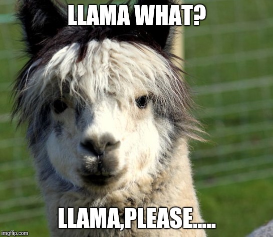 LLAMA says so | LLAMA WHAT? LLAMA,PLEASE..... | image tagged in dali llama,llamas,memes,funny memes,cute cat | made w/ Imgflip meme maker