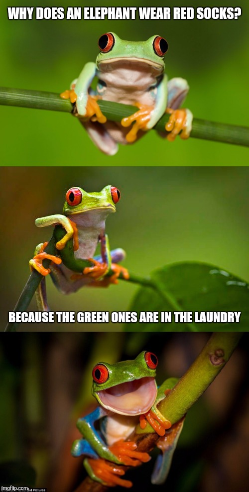 Frog Puns | WHY DOES AN ELEPHANT WEAR RED SOCKS? BECAUSE THE GREEN ONES ARE IN THE LAUNDRY | image tagged in frog puns | made w/ Imgflip meme maker