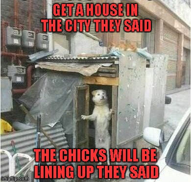 Don't you just hate it when things don't go the way you plan? | GET A HOUSE IN THE CITY THEY SAID; THE CHICKS WILL BE LINING UP THEY SAID | image tagged in dog home owner,memes,funny,funny animals,dogs,animals | made w/ Imgflip meme maker
