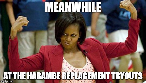 Gonna need a job after Jan 20 | MEANWHILE; AT THE HARAMBE REPLACEMENT TRYOUTS | image tagged in harambe,memes | made w/ Imgflip meme maker
