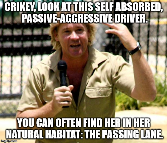 steve irwin | CRIKEY, LOOK AT THIS SELF ABSORBED, PASSIVE-AGGRESSIVE DRIVER. YOU CAN OFTEN FIND HER IN HER NATURAL HABITAT: THE PASSING LANE. | image tagged in steve irwin | made w/ Imgflip meme maker